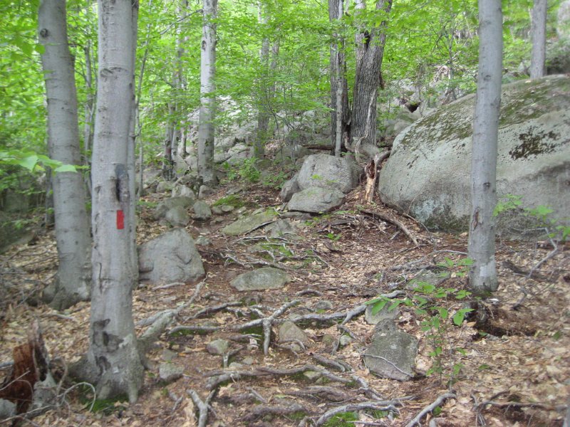 MtBayle (9).JPG - The trail ascended easily until we got to a field of boulders.